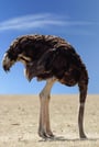 Ostrich with Head in Sand