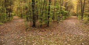 Two Paths in Forest