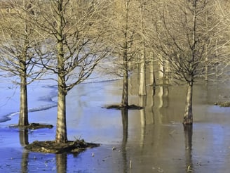 Windbreak reflected on frozen pond in winter, northern Illinois