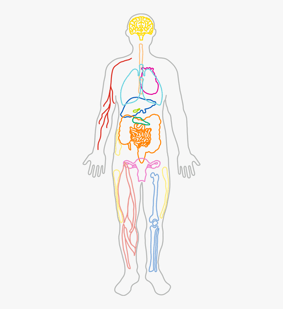 human-body-outline-with-lungs-and-brain-hd