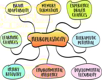 neuroplasticity, brains ability to adapt and reorganize itself by forming new neural connections throughout life, iStock-2068951965